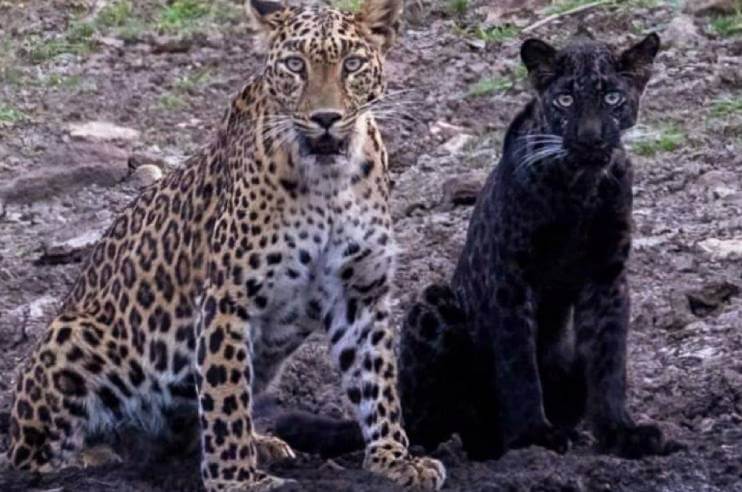 Black Panther Spotted with Mother in Pench Tiger Reserve