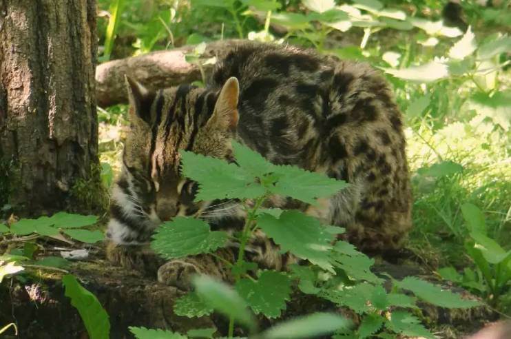 Exclusive Leopard Cat at Pench