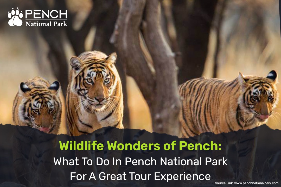 Wildlife Wonders of Pench: What To Do In Pench National Park For A Great Tour Experience